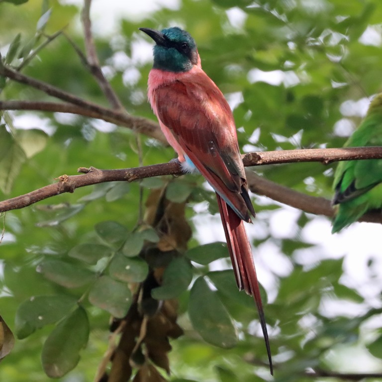 Carmine Bee-eater