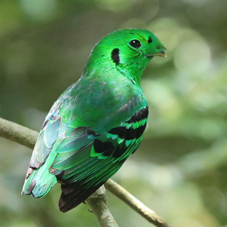 Green Broadbill
