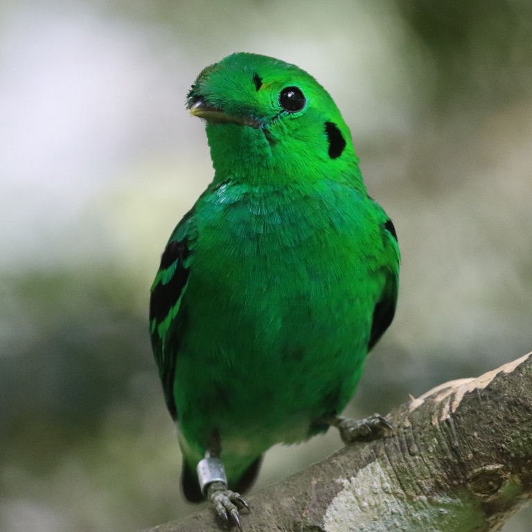 Green Broadbill