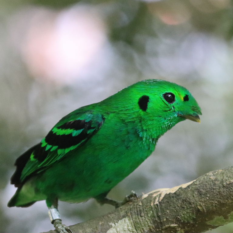 Green Broadbill
