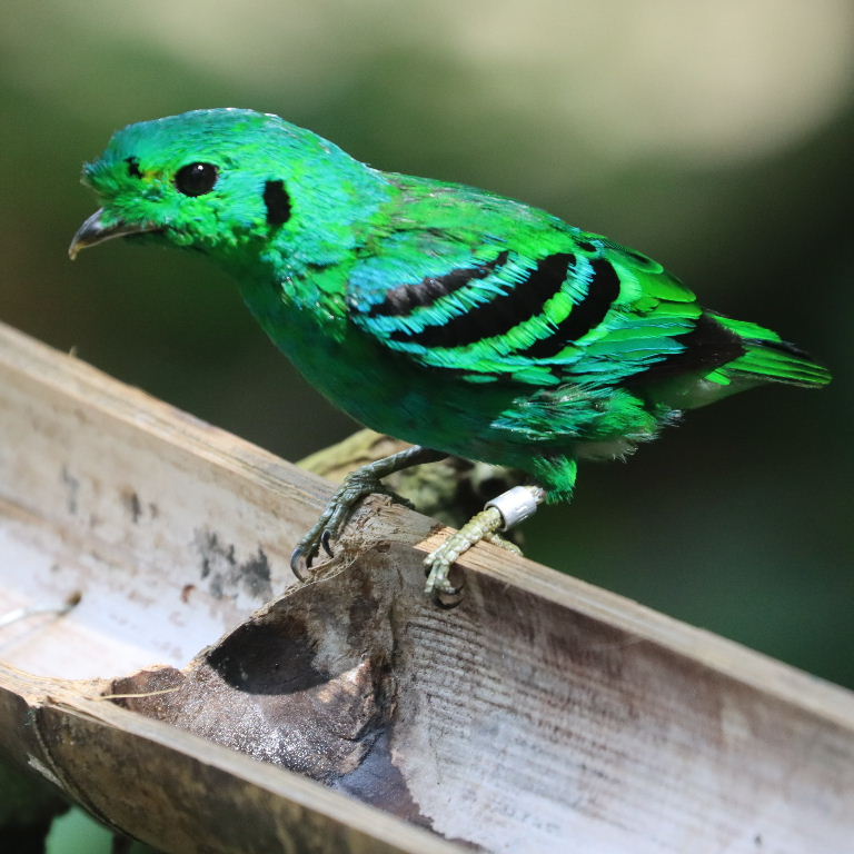 Green Broadbill