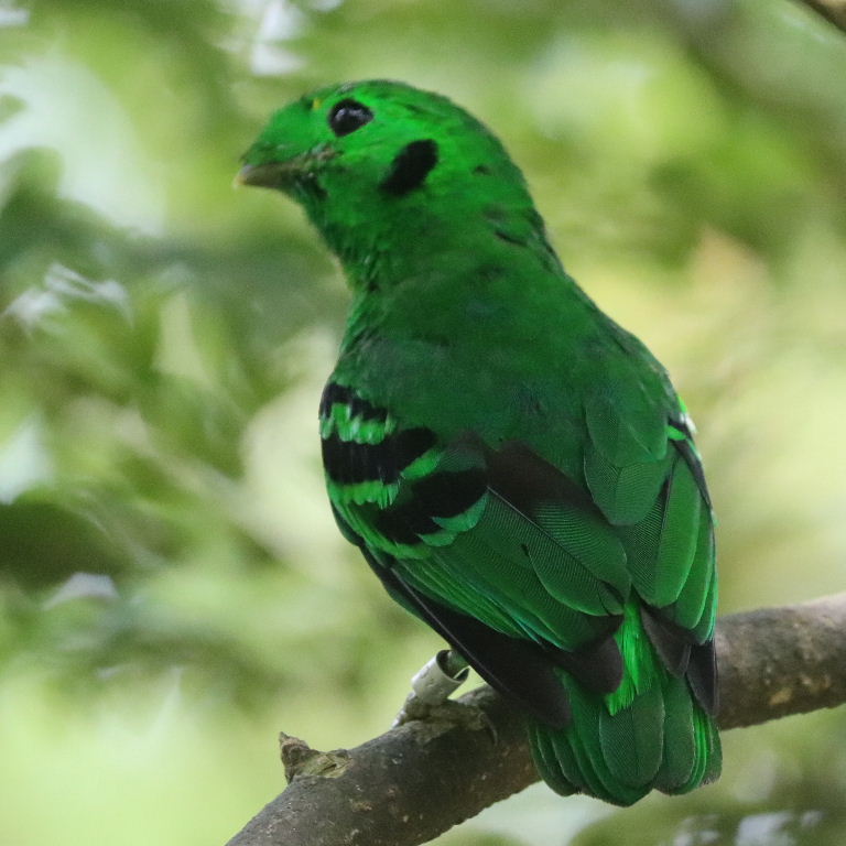 Green Broadbill