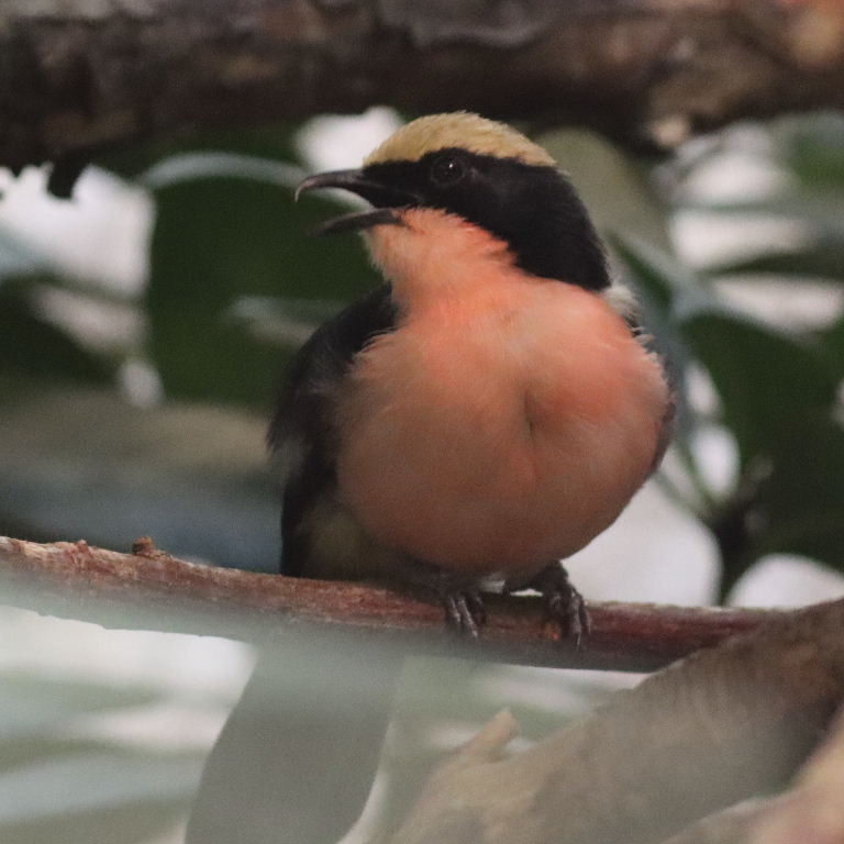 Yellow-crowned Gonolek Bushshrike