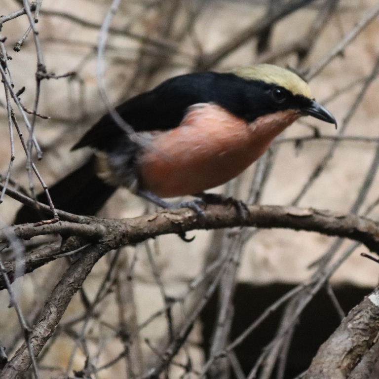 Yellow-crowned Gonolek Bushshrike
