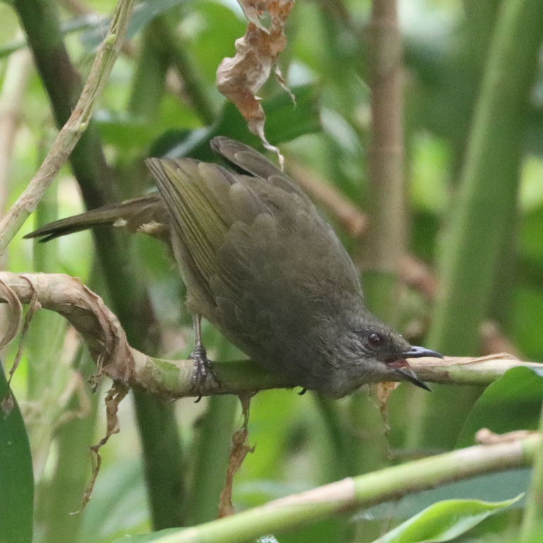 Olive-winged Bulbul