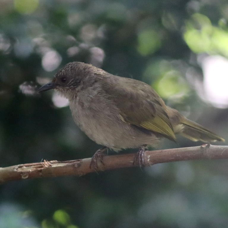 Olive-winged Bulbul