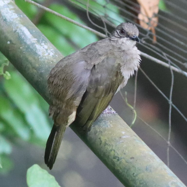 Olive-winged Bulbul