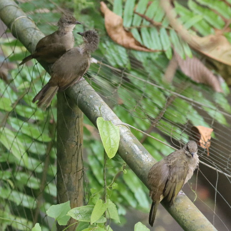 Olive-winged Bulbul