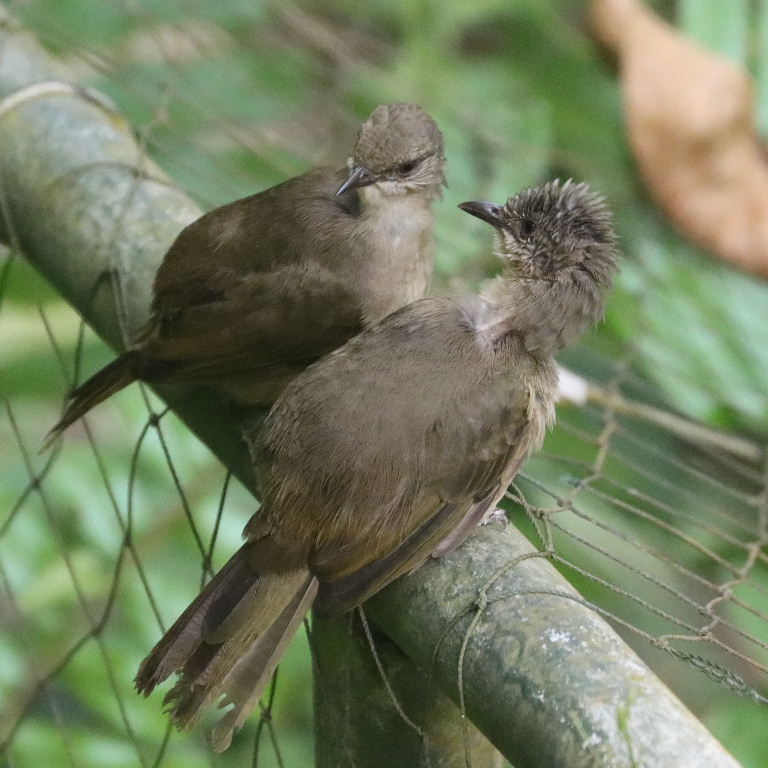 Olive-winged Bulbul
