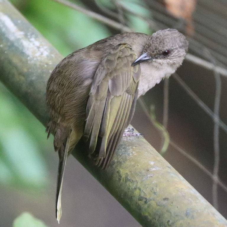 Olive-winged Bulbul