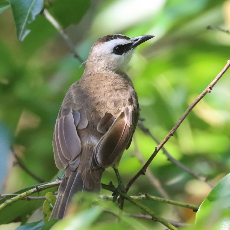 Yellow-vented Bulbul