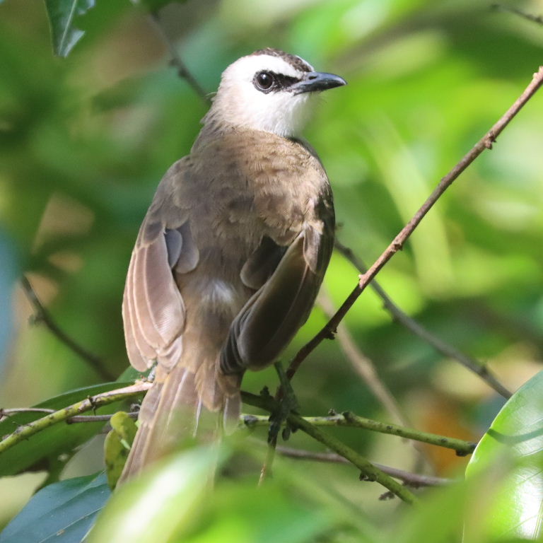 Yellow-vented Bulbul