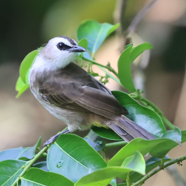 Yellow-vented Bulbul