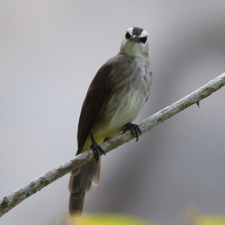 Yellow-vented Bulbul