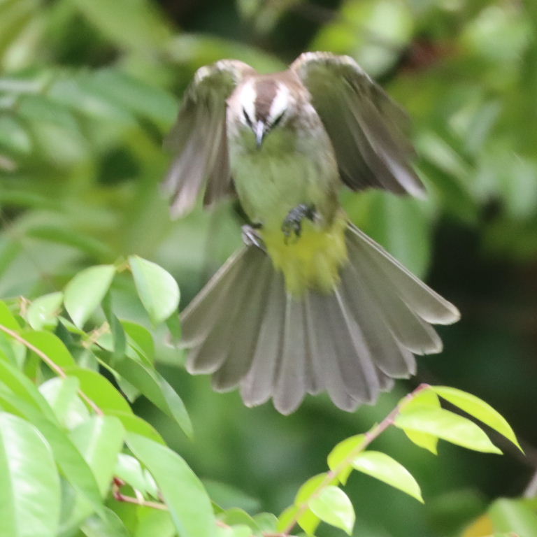 Yellow-vented Bulbul