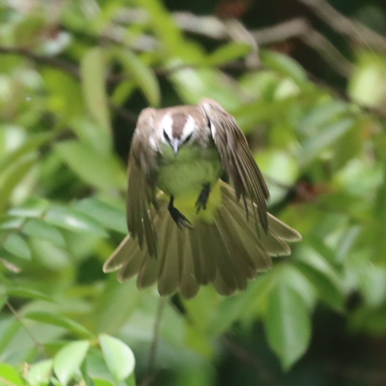 Yellow-vented Bulbul