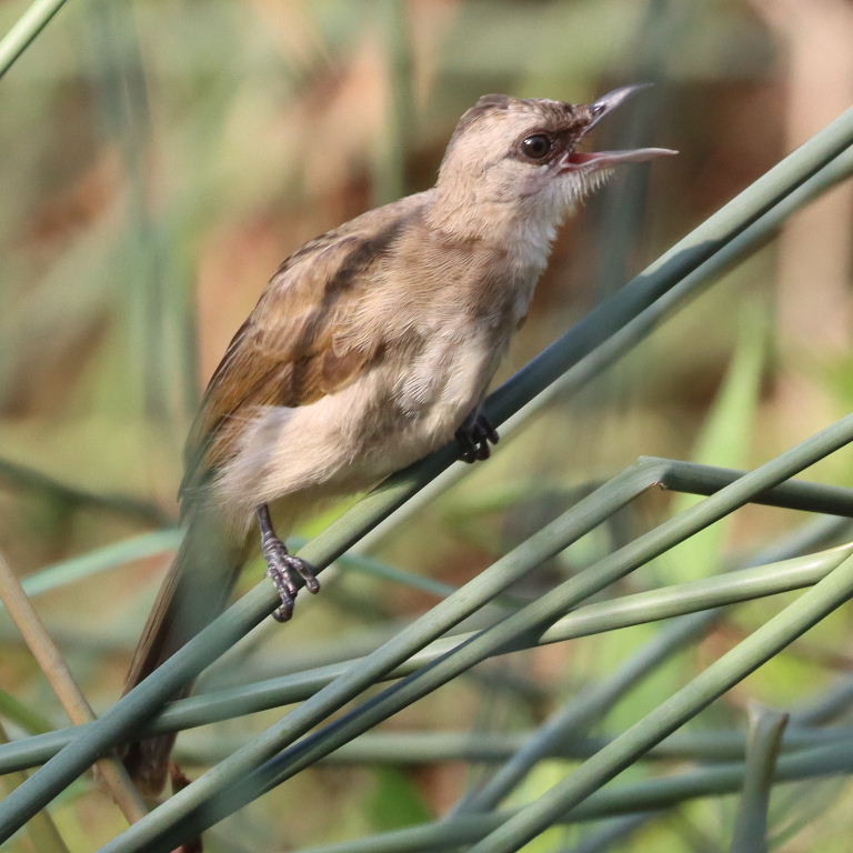Yellow-vented Bulbul juvenile