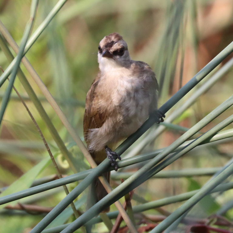 Yellow-vented Bulbul juvenile