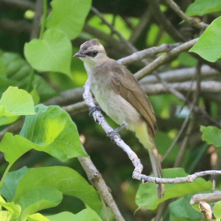 Yellow-vented Bulbul juvenile