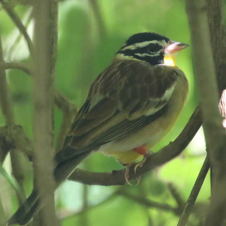 Golden-breasted Bunting