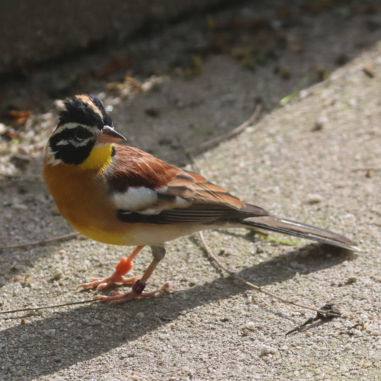 Golden-breasted Bunting