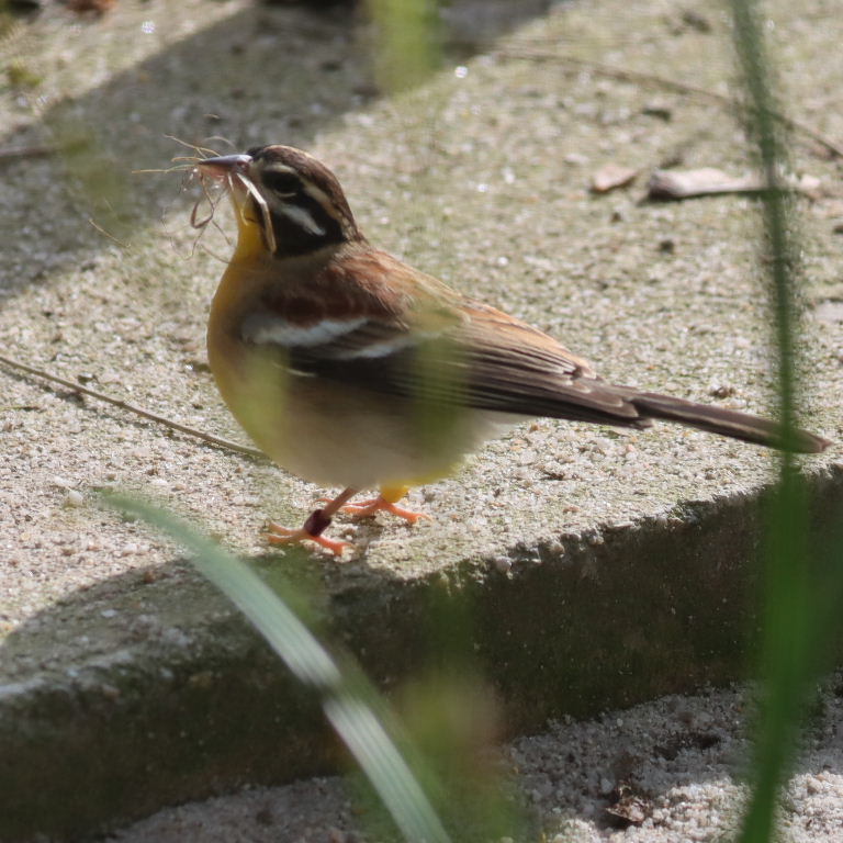 Golden-breasted Bunting
