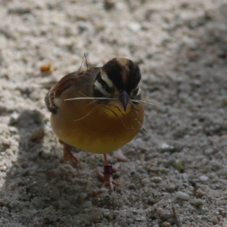 Golden-breasted Bunting
