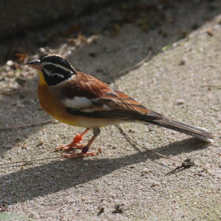 Golden-breasted Bunting