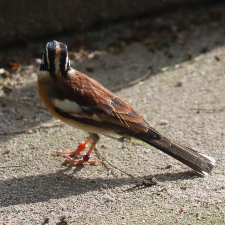 Golden-breasted Bunting