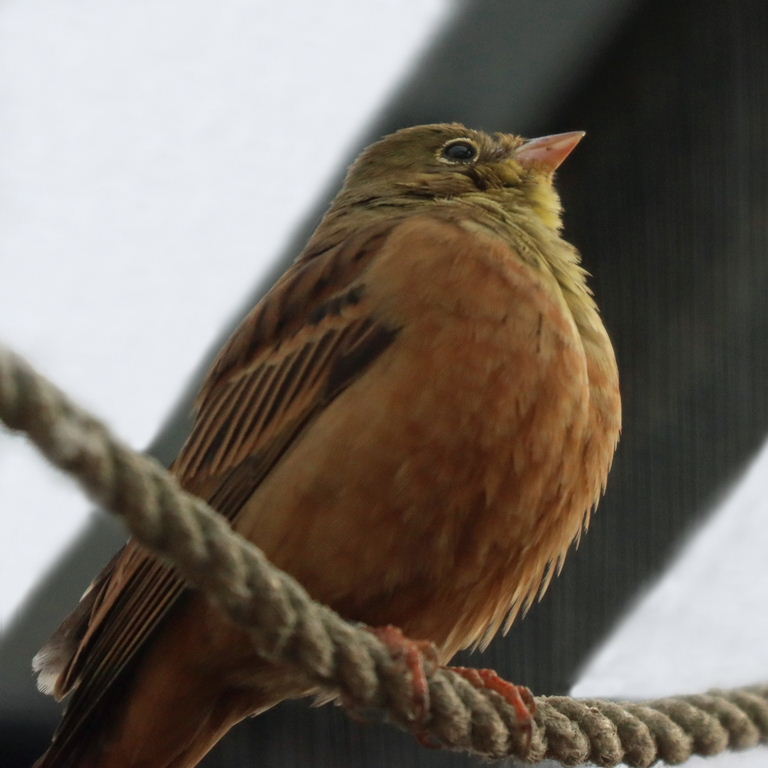 Ortolan Bunting
