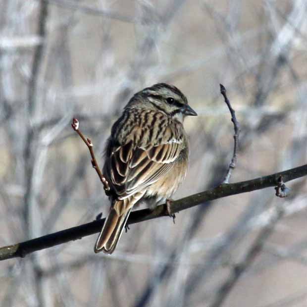 Rock Bunting