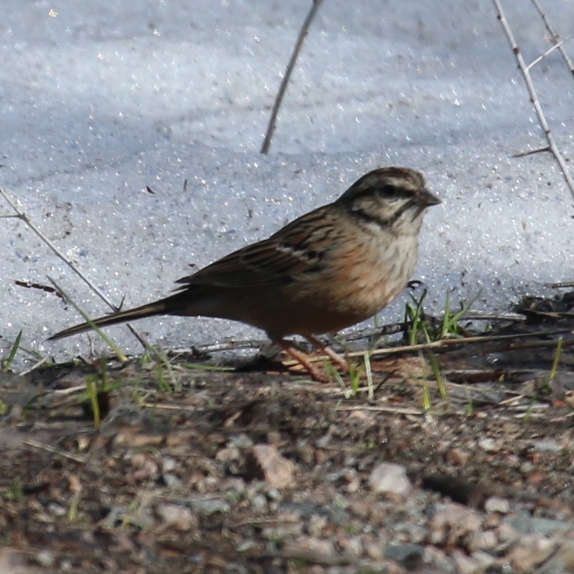 Rock Bunting