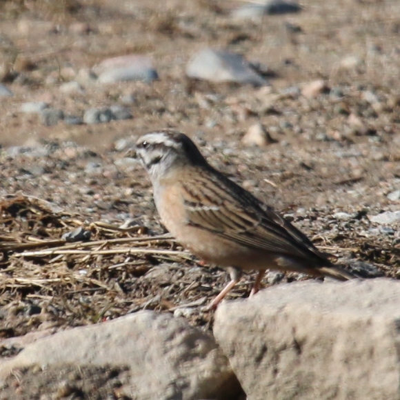 Rock Bunting