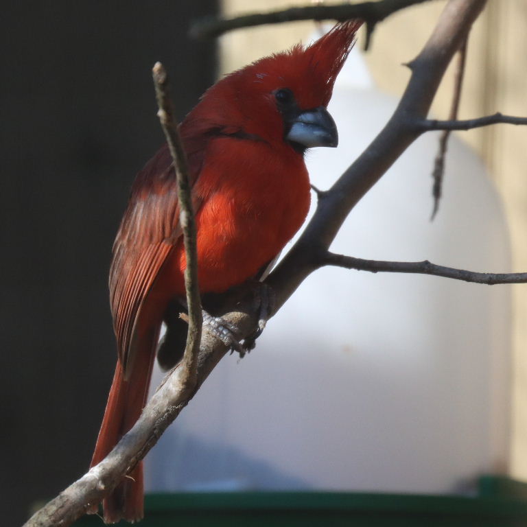 Vermilion Cardinal male
