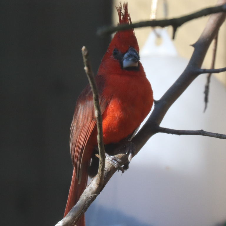 Vermilion Cardinal male