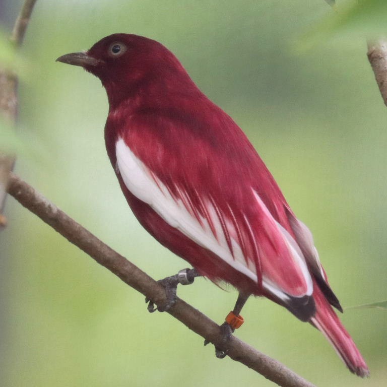 Pompadour Cotinga male
