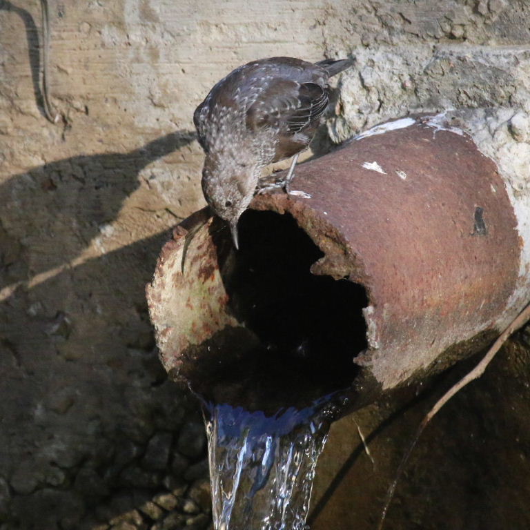 Juvenile Brown Dipper