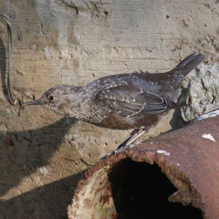 Juvenile Brown Dipper