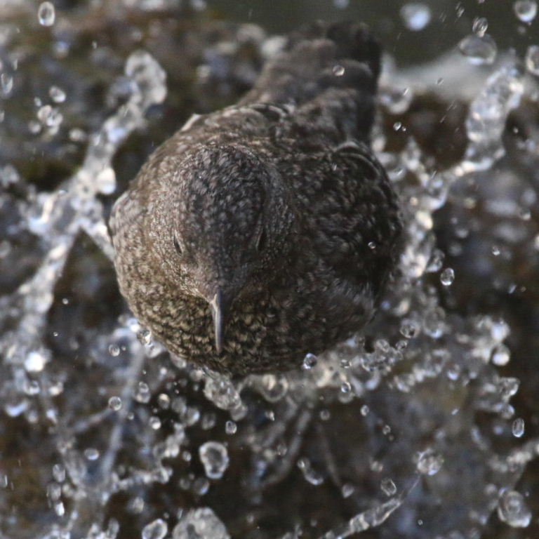 Juvenile Brown Dipper