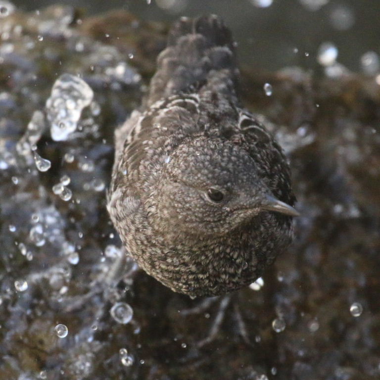 Juvenile Brown Dipper