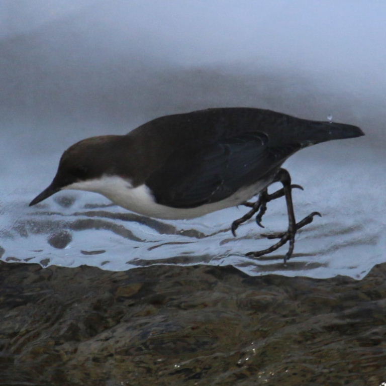 White-bellied Dipper