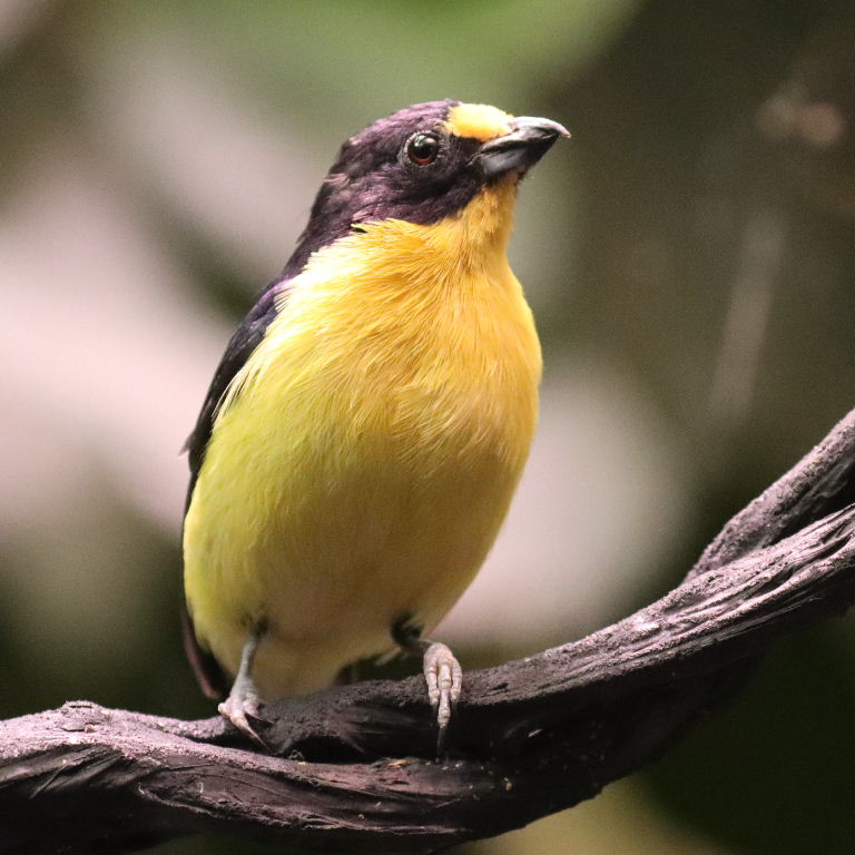 Violaceous Euphonia