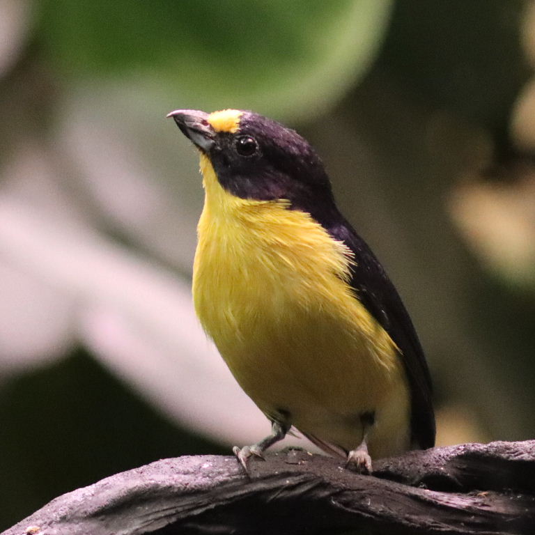 Violaceous Euphonia
