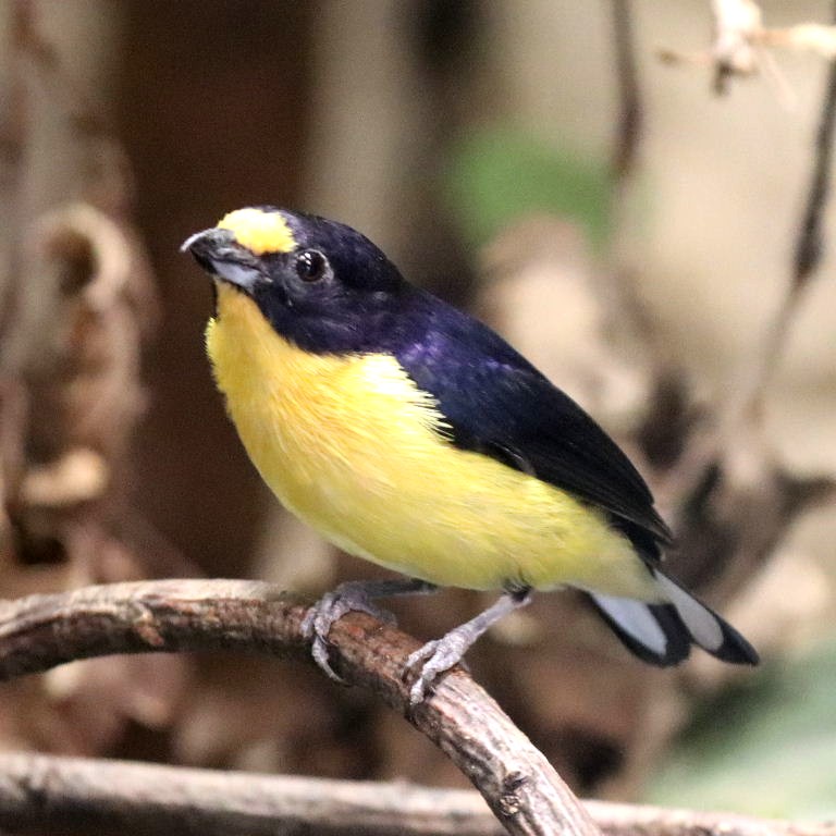 Violaceous Euphonia