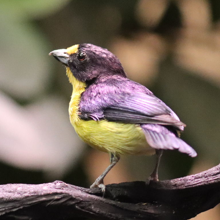 Violaceous Euphonia