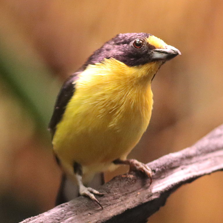 Violaceous Euphonia