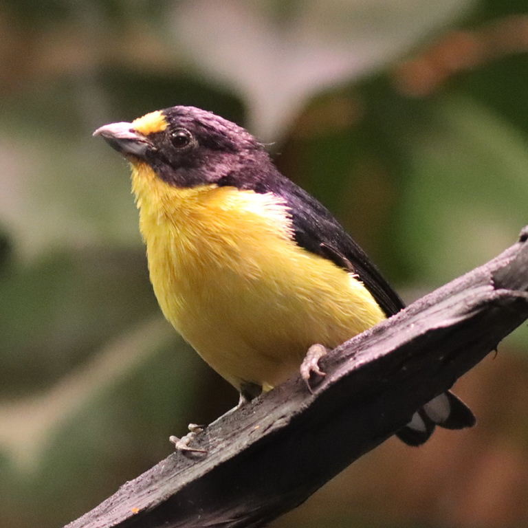 Violaceous Euphonia