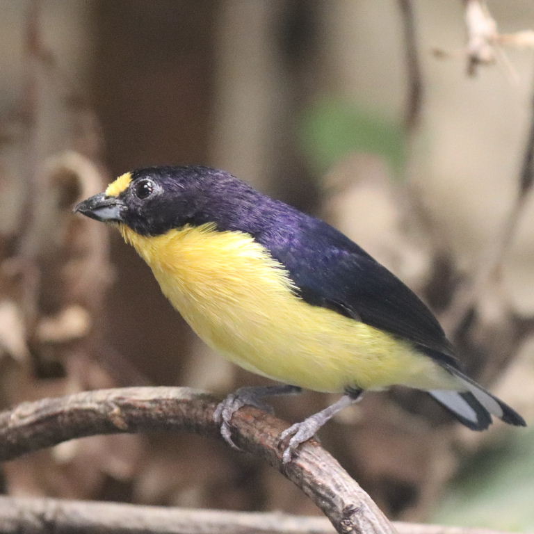 Violaceous Euphonia