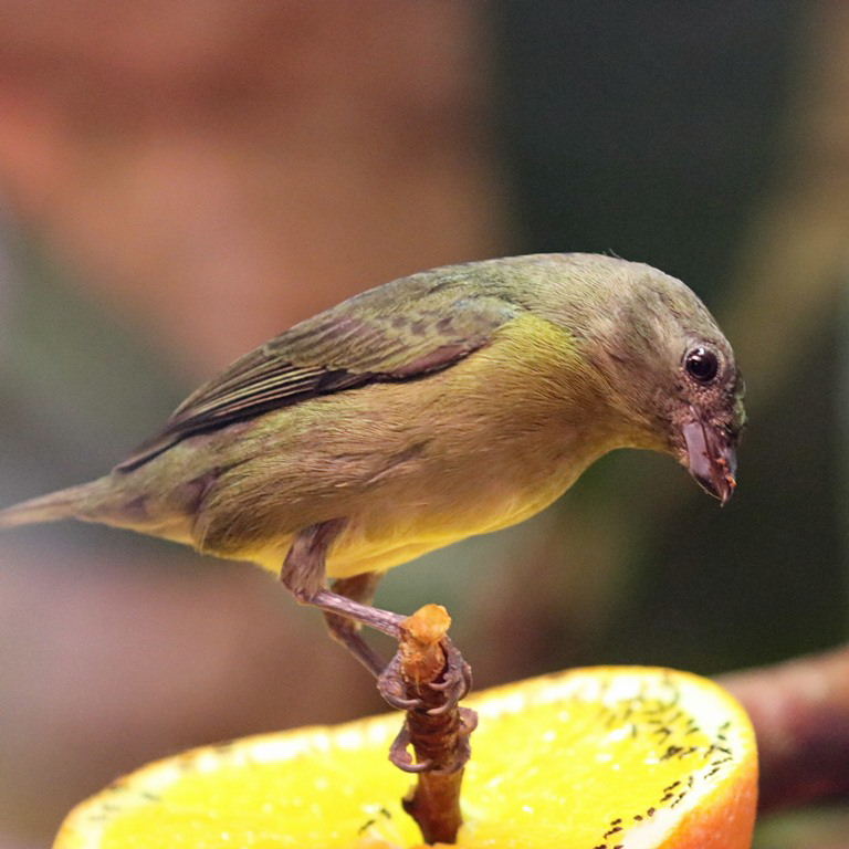 Violaceous Euphonia