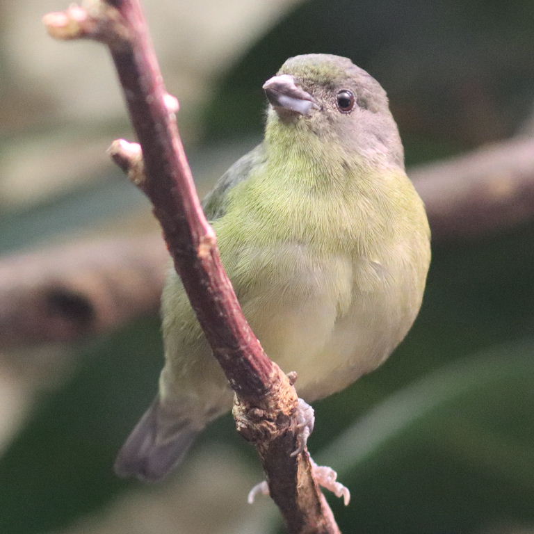 Violaceous Euphonia